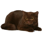Окрас и характер кошек – шоколадная кошка