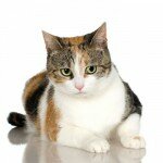 Окрас и характер кошек – трехцветная кошка