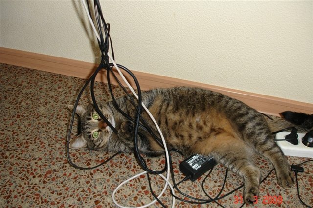 Кошка в проводах