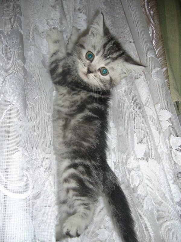 Котенок на шторах