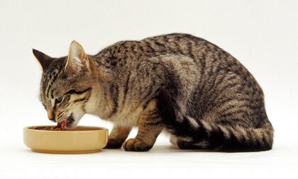 Причины отсутствия аппетита у кошки