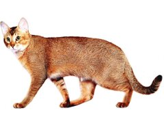 Порода кошек Чаузи