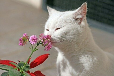 Запахи для кошек