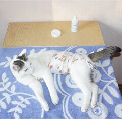 Как обработать шов кошке после стерилизации